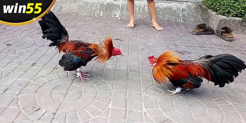 Chọn kèo đá gà cựa sắt dựa vào ngoại hình của chiến kê