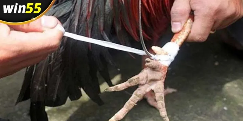 Luật chơi cơ bản đối với hình thức đá gà cựa sắt